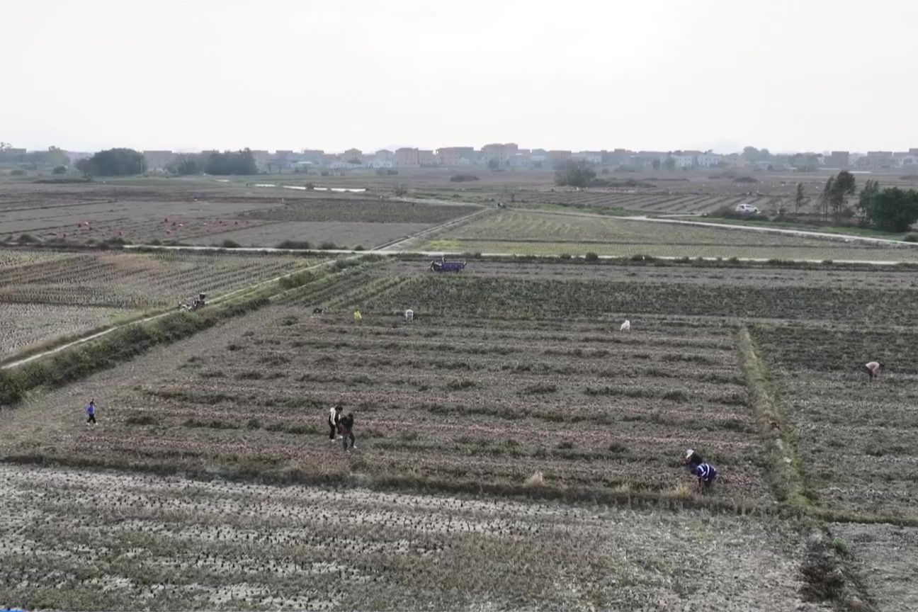 陸豐：春耕備耕正當(dāng)時(shí) 不誤農(nóng)時(shí)不誤春